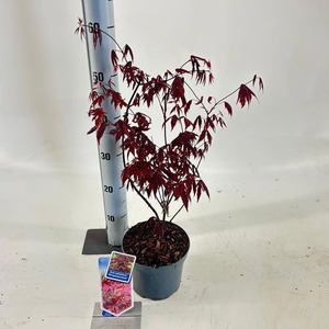 Acer palmatum Atropurpureum