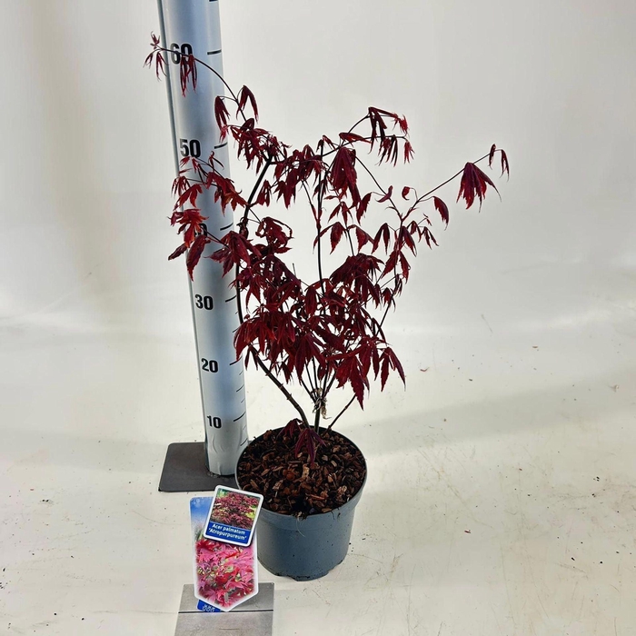 <h4>Acer palmatum Atropurpureum</h4>
