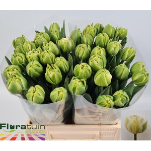 TU DU WHITE MOUNTAIN