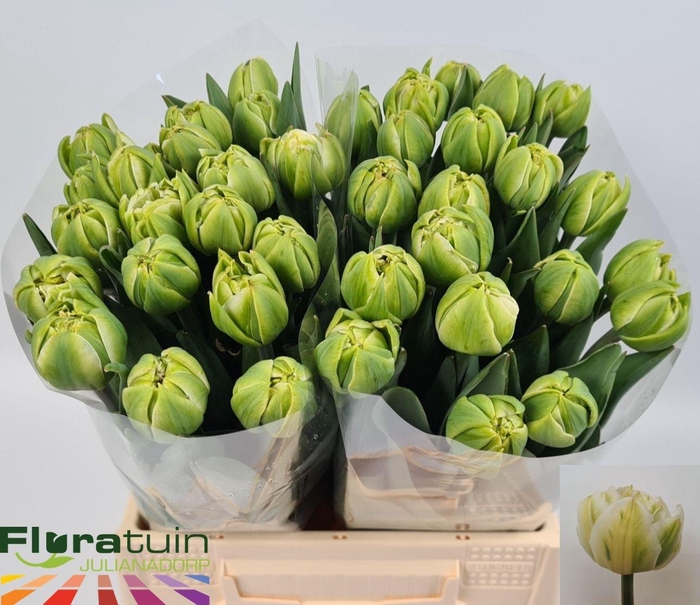 <h4>TU DU WHITE MOUNTAIN</h4>