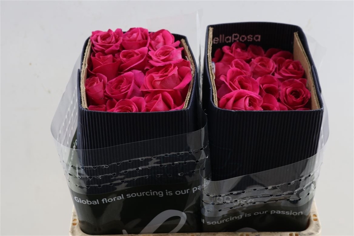 <h4>R Gr Pink Floyd</h4>