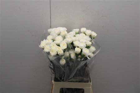 <h4>Di St Rodas</h4>