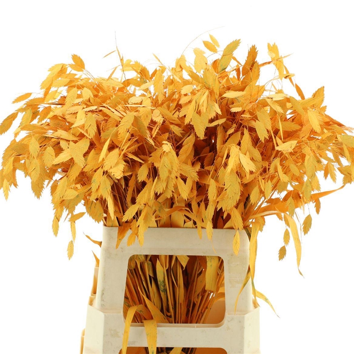 Chasmantium Klb Apricot