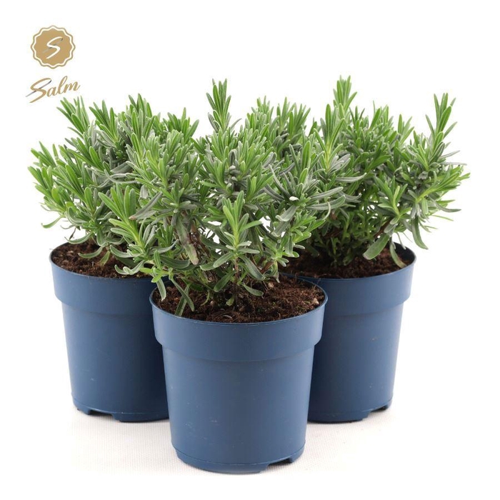 <h4>Lavandula ang. 'Felice'® Collection P10,5</h4>