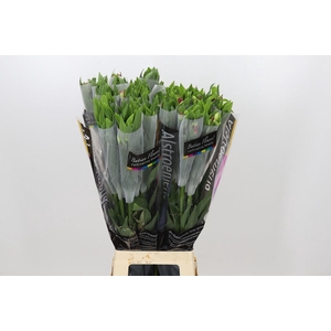 Alstroemeria Noa