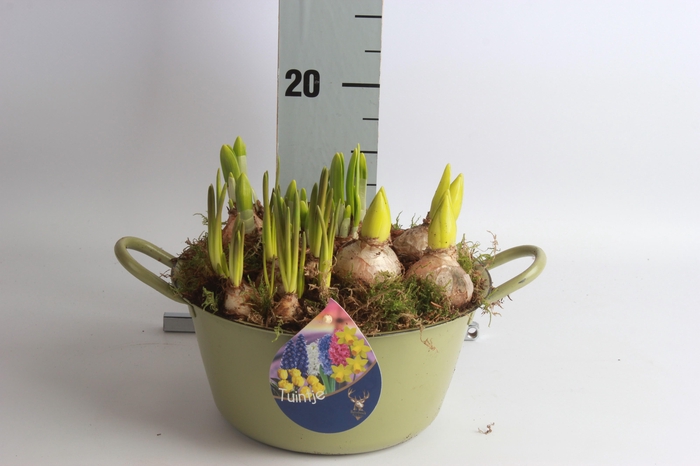 <h4>ARR BOL KNOLGEWAS</h4>