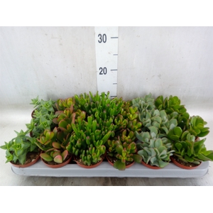 Crassula   ...mix