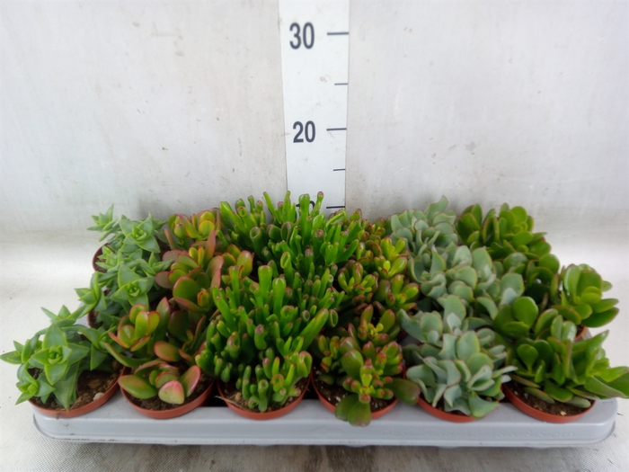 <h4>Crassula   ...mix</h4>
