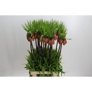 Fritillaria Imperialis