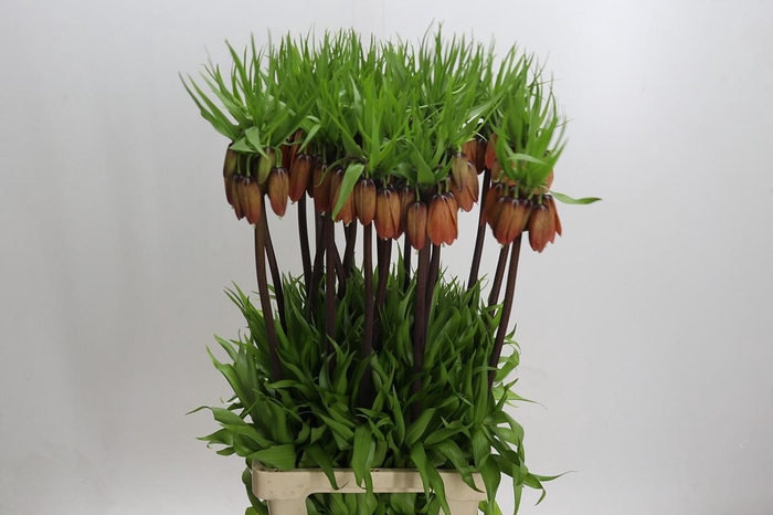 <h4>Fritillaria Imperialis</h4>