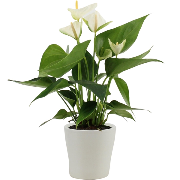 <h4>Anthurium Elido in Alicante ceramics</h4>