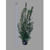 Ilex Mes Blue Princ