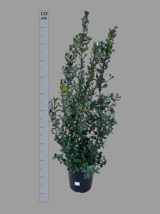 Ilex Mes Blue Princ