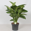 Dieffenbachia seguine Reeva