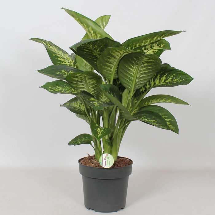 Dieffenbachia seguine Reeva