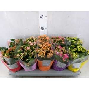 Kalanchoe blos. 'Perfecta'  ..mix 5