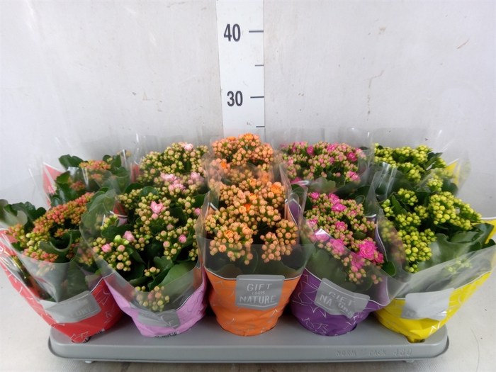 <h4>Kalanchoe blos. 'Perfecta'  ..mix 5</h4>