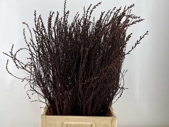 <h4>MYRICA GALE</h4>