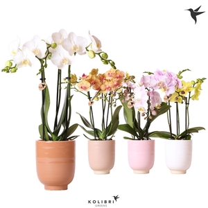 Kolibri Orchids Phalaenopsis mix 3 spike in Glazed pot mix