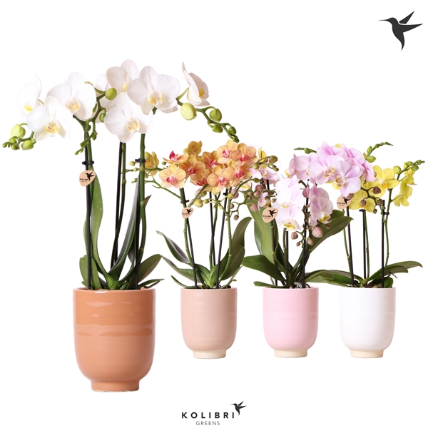 <h4>Kolibri Orchids Phalaenopsis mix 3 spike in Glazed pot mix</h4>