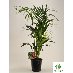 Howea forsteriana 21Ø 120cm 5pp