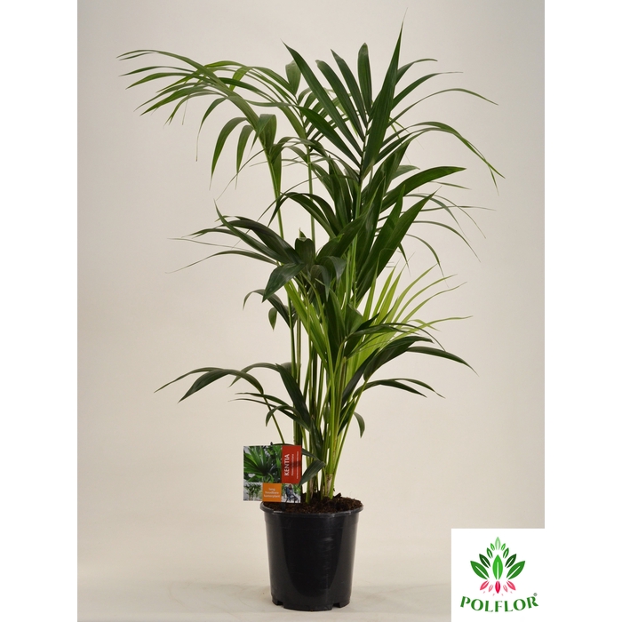 <h4>Howea forsteriana 21Ø 120cm 5pp</h4>