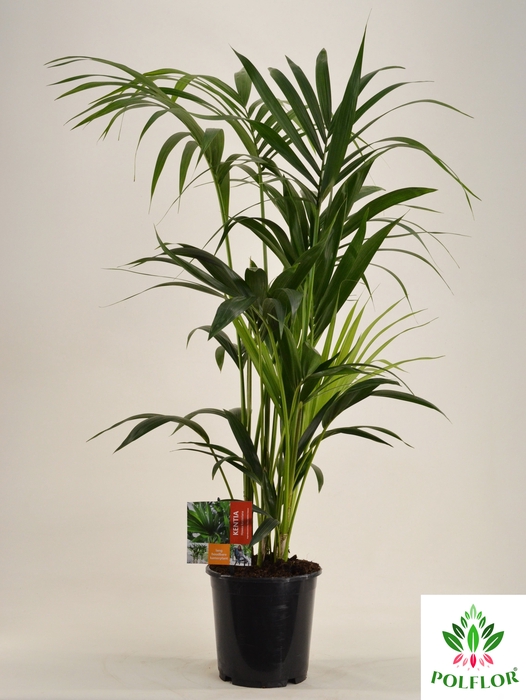 Howea forsteriana 21Ø 120cm 5pp