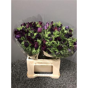 Anem Mistral Nero Ex