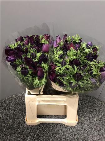 <h4>Anem Mistral Nero Ex</h4>