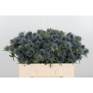 Eryngium