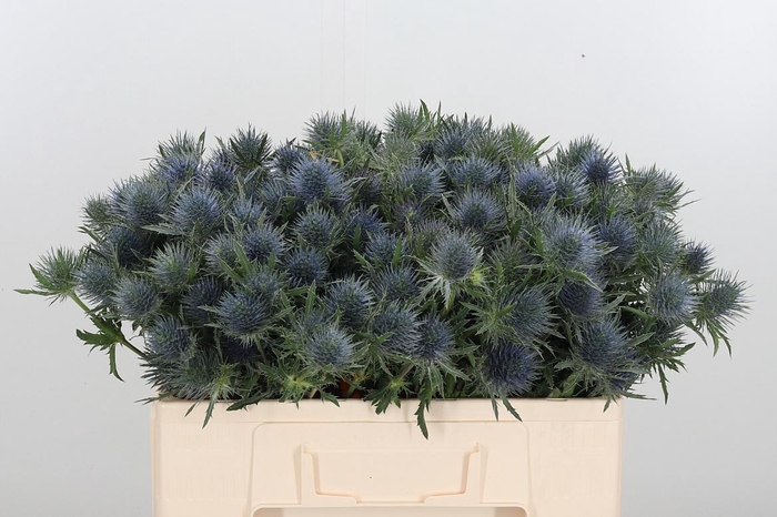 <h4>Eryngium</h4>