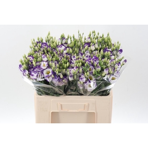 Eus G Excal Blu Pico