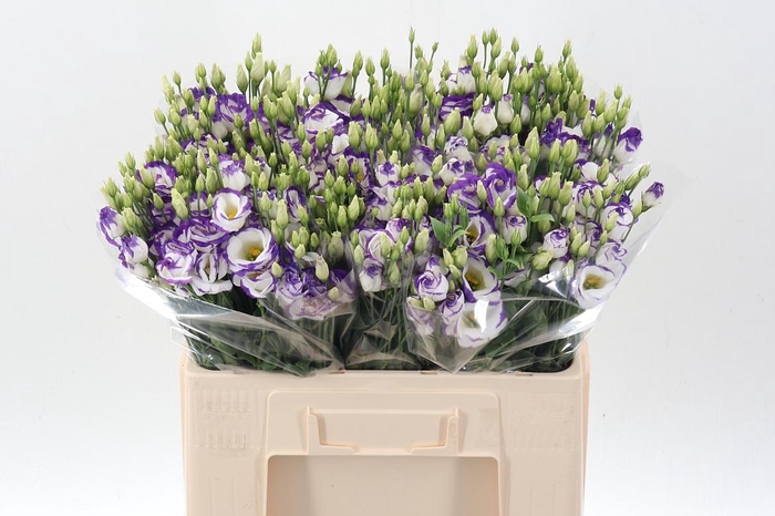 <h4>Eus G Excal Blu Pico</h4>