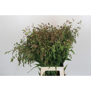 Chasmanthium Green