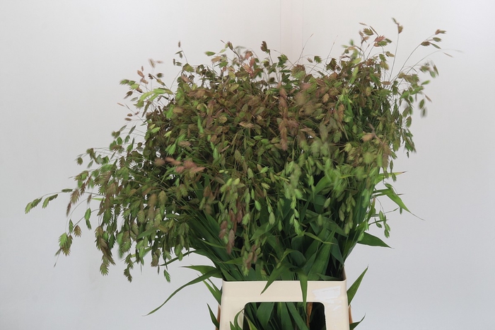 <h4>Chasmanthium Green</h4>