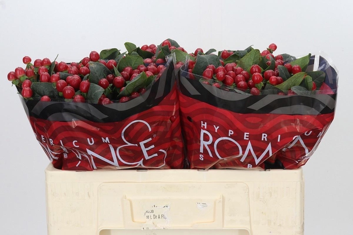 <h4>HYP TRUE ROMANCE</h4>