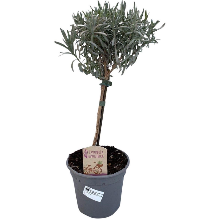 <h4>LAVAN ANGUSTIFOLIA</h4>