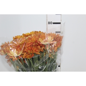 CRISANTEMO ATLANTIC ORANGE 070 CM
