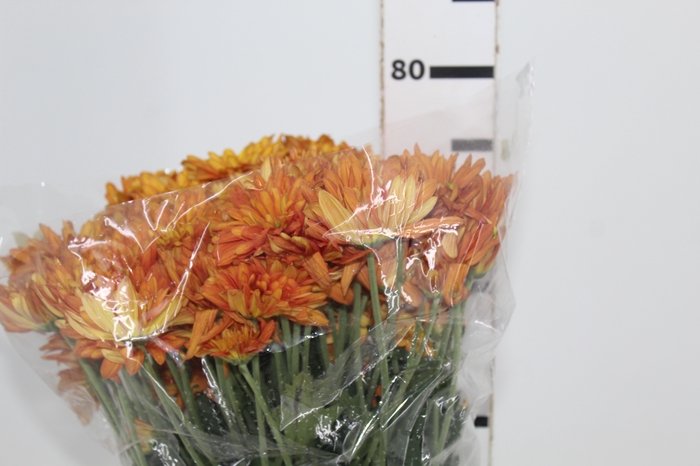 <h4>CRISANTEMO ATLANTIC ORANGE 070 CM</h4>
