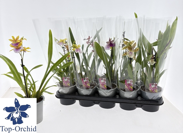 <h4>CAMBRIA GRP GEM</h4>