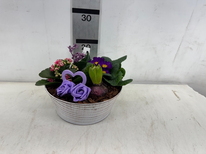 <h4>ARR PL IN SCHAAL</h4>