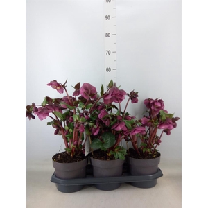 Helleborus  'Fkiss Charmer'