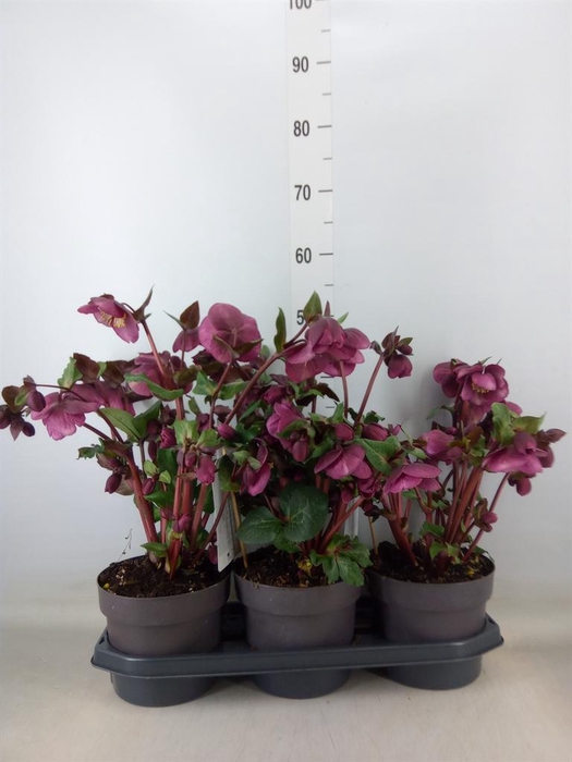 <h4>Helleborus  'Fkiss Charmer'</h4>