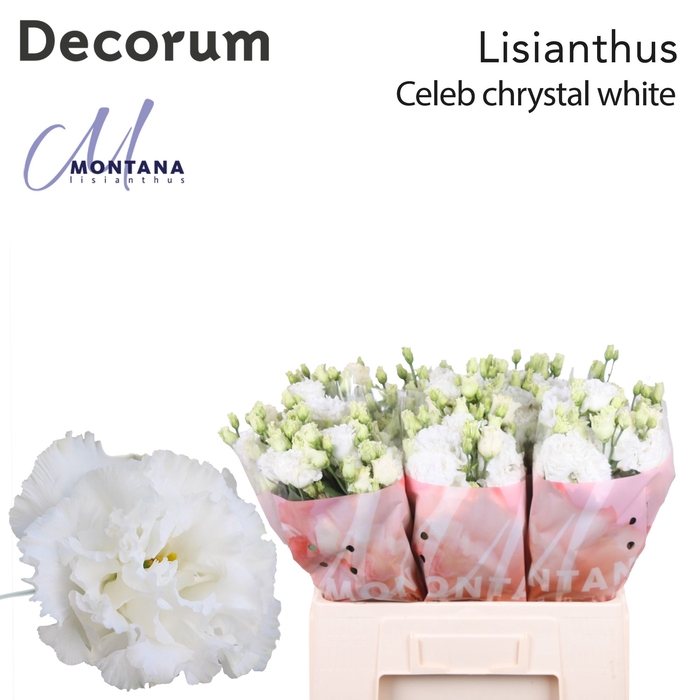 Lisianthus Celeb chrystal 60cm