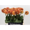 Dahlia Cornel Bronze