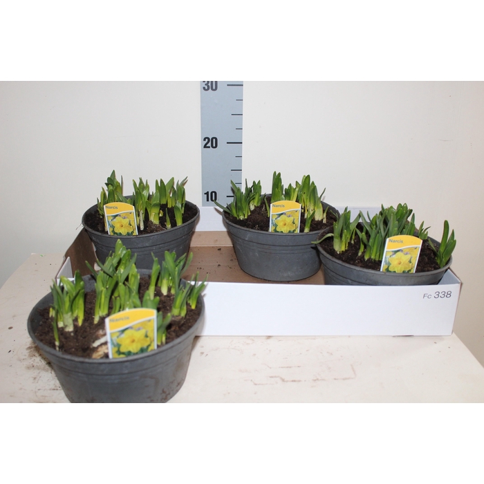 <h4>NARC O TETE A TETE</h4>