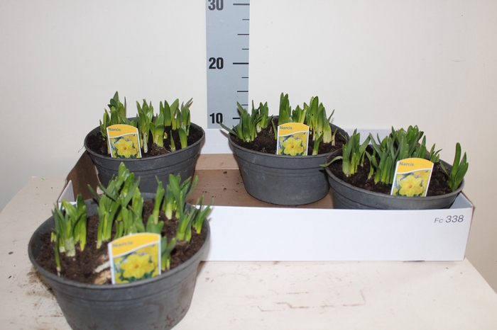 <h4>NARC O TETE A TETE</h4>