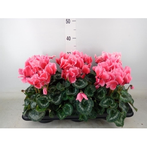 Cyclamen GR 'Halios Curly Litchi'