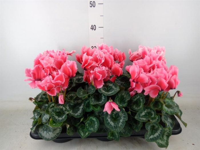 <h4>Cyclamen GR 'Halios Curly Litchi'</h4>