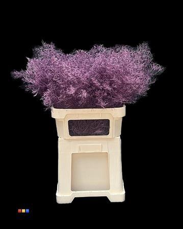 <h4>Limonium Lila</h4>